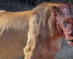 Lions Eat Three Rhino Poachers Alive In South African Game Reserve