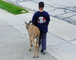 Curious Neighbor Spots 10-Yr-Old With Blind Deer, Then Recognizes Their Daily Routine & His Heart Melts