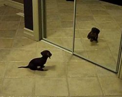Little Dachshund Puppy Sees Himself In The Mirror. His Reaction? PRICELESS.