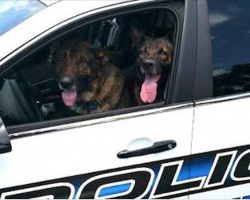 Lost Dogs Take Over Cop’s Patrol Car After He Rescues Them From Traffic