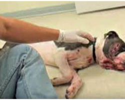 Abused Pit Bull 2 Mins From Being Euthanized, Workers Try One Last Phone Call