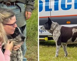 Loyal Blue Heeler Protected Toddler for 16 Hours in Remote Countryside