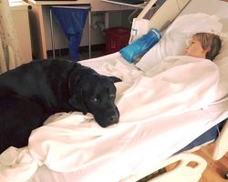 Service Dog Saves Diabetic Boy’s Life, Alerts Mom Of Danger Before It’s Too Late