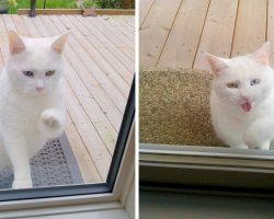 Friendly Cat Visits Neighbor’s Home Every day, But Her Motive Is Just Too Sweet