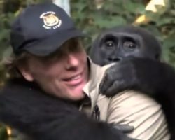 Man Reunites With A Gorilla He Raised As His Own Son And Released Into The Wild