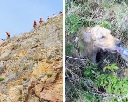 Golden Retriever Falls 15 Ft Down A Cliff, Coast Guards Risk Own Lives To Help