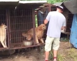 Dog rescuer spots golden retriever at meat farm and refuses to leave him behind