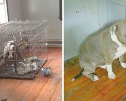 2 Pit Bulls Cruelly Abandoned In Empty House, One Of Them Was Locked In A Cage