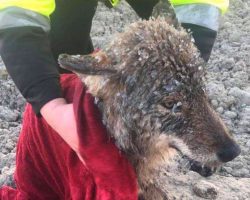 Men rescue frozen dog from icy water only to learn their huge mistake upon arriving to vet