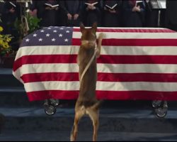 [Video] A Marine Died In Battle, But What His Dog Did After The Funeral? I’m Speechless!