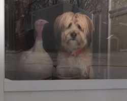 Dog Has A Turkey Best Friend, And They Can’t Stand To Be Apart