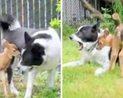 Orphan Fawn Thinks Bear-Scaring Dog Is His Mom, Follows Him Around Like A Puppy