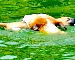 Mother Dog Rescues Drowning Puppy Minutes After Giving Birth! Incredible!