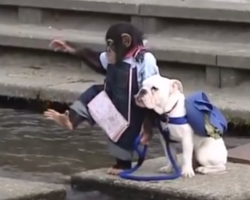 Adorable Bulldog and Monkey BFF given a big challenge!