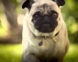 Dorito’s Pug Attack – One of All-Time Favorite Super Bowl Commercials