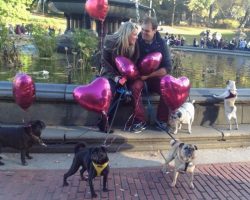 Pug Proposal: Cutest Marriage Proposal EVER?!