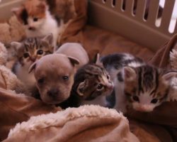 They Put A Newborn Puppy With a bunch of Kittens. When Mama Cat sees The Intruder? PRICELESS!