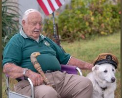 Veteran found out senior dog was days from euthanization & begs to bring him home