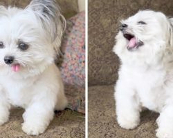 Dog Enjoying His First Treat, Loses It When He Realizes He’s Getting A Second Treat