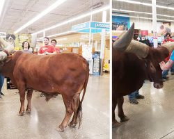 He Called Petco’s Bluff On The “All Leashed Pets Are Welcome” Rule – Bringing An Unusual Animal Inside