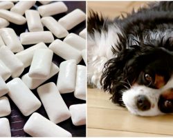 Dog Almost Dies After Eating Sugar-Free Gum – Owners Urging Others To Be Aware