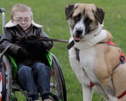 Disabled Boy Lived In Fear Til He Met This Amputee Rescue Dog. So Heartwarming!
