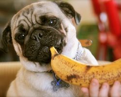 Pablo The Food Critic Pug Takes Animal Foodie Trend To A Whole New Level!
