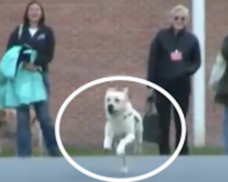 [Video] How One Service Dog Helped an Injured Veteran and an Incarcerated Woman
