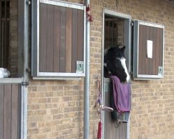 The Tiny Horse On The Left Couldn’t See Over His Stable Door. What They Did? Unbelievable!