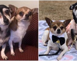 Inseparable Senior Dogs Left Homeless After Owner Died – Refuse To Be Apart