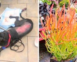 Two Dogs Almost Die After Touching Toxic Plant Commonly Found In Many Yards