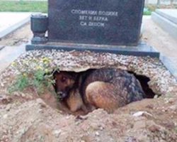 People thought dog was grieving over a deceased owner. Here’s the truth