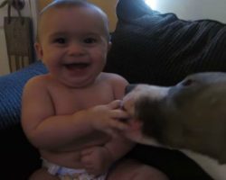 [VIDEO] Gentle Pit Bull Puppy + Sweet Baby = Cute Outcome!