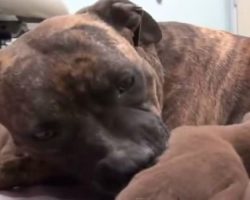 Touching Rescue of Frightened Stray Dog Ends With Amazing Surprise!