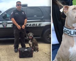 Pit Bulls Becoming K9s After Being Saved From Shelters And Given A Chance To Shine