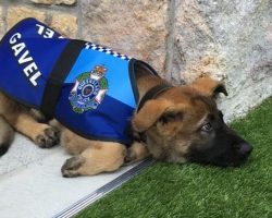 Police Dog Fired For Being Too Friendly Gets New Job As Greeter