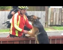 Postal Worker Caught Bonding With German Shepherd While Delivering Mail