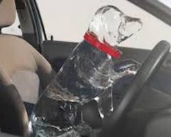 Powerful PSA Reveals The Alarming Truth About Leaving A Dog In A Hot Car