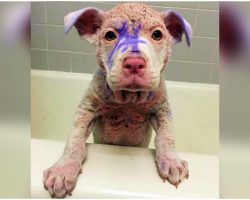 Discarded Pup Covered In Purple Dye Sat At High-Kill Shelter, Awaiting His Fate