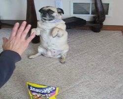 Pug Dog Obedience Training [IMPRESSIVE TRICKS]