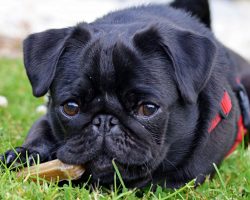 Debt Collectors Seized Family’s Beloved Pug – Then Sold Her On eBay