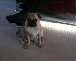 Pug Fights Hard From Falling Asleep! So Cute!