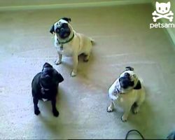 Adorable Pugs attempt synchronize head nods! Hilarious!