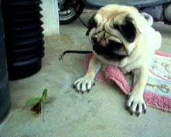 Pug Meets a Grasshopper. His Reaction? OMG!