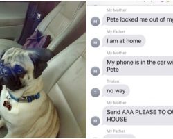Son Captures Hysterical Moment Their Pug Locked Mom Out Of Her Own Car