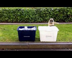 Pug Proves Being Green Is Totally Easy!