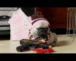 Pug Puppy Reenacts Movie ‘Home Alone’ [DISGUSTINGLY CUTE]