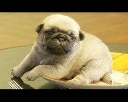 Pug Puppy Stuck On Pug Plate! So Cute I’m Dying!!