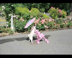 Pug Pushes Pink Stroller Around In Portland