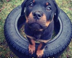12 Hilarious Rottweiler Memes Will Make Your Day